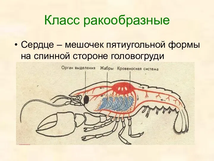 Класс ракообразные Сердце – мешочек пятиугольной формы на спинной стороне головогруди