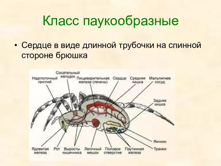 Класс паукообразные Сердце в виде длинной трубочки на спинной стороне брюшка