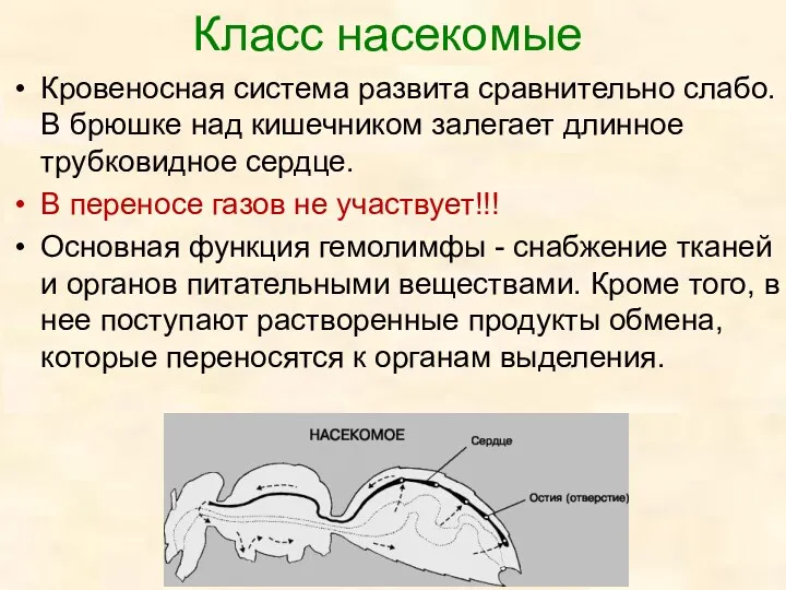 Кровеносная система развита сравнительно слабо. В брюшке над кишечником залегает