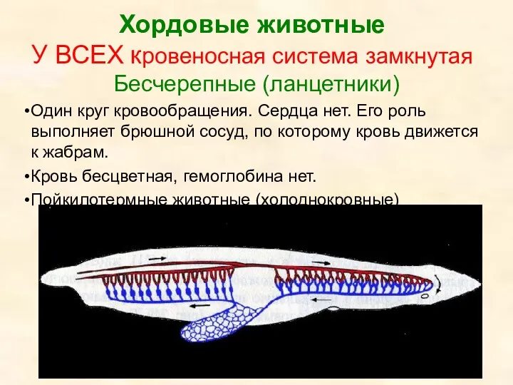 Хордовые животные У ВСЕХ кровеносная система замкнутая Бесчерепные (ланцетники) Один