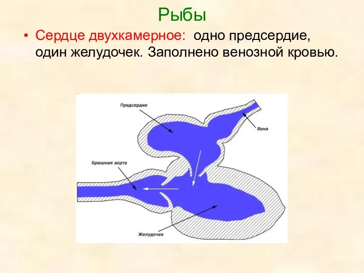 Рыбы Сердце двухкамерное: одно предсердие, один желудочек. Заполнено венозной кровью.