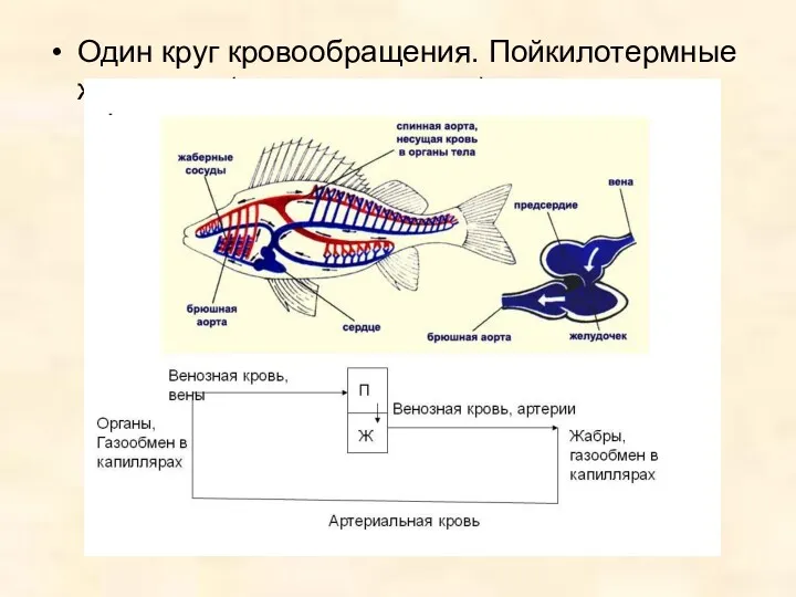 Один круг кровообращения. Пойкилотермные животные (холоднокровные)