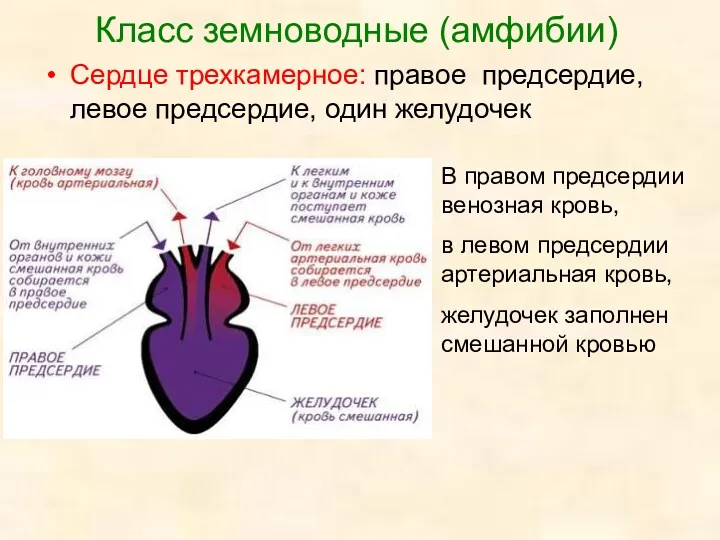 Класс земноводные (амфибии) Сердце трехкамерное: правое предсердие, левое предсердие, один