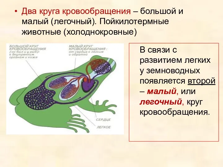 Два круга кровообращения – большой и малый (легочный). Пойкилотермные животные