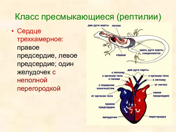 Класс пресмыкающиеся (рептилии) Сердце трехкамерное: правое предсердие, левое предсердие; один желудочек с неполной перегородкой