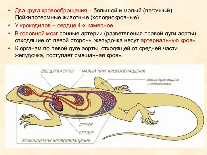 Два круга кровообращения – большой и малый (легочный). Пойкилотермные животные