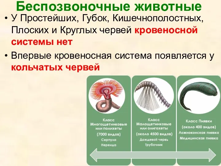 Беспозвоночные животные У Простейших, Губок, Кишечнополостных, Плоских и Круглых червей