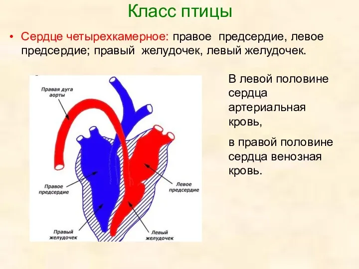 Класс птицы Сердце четырехкамерное: правое предсердие, левое предсердие; правый желудочек,