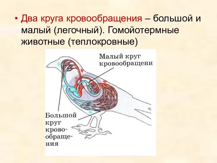 Два круга кровообращения – большой и малый (легочный). Гомойотермные животные (теплокровные)