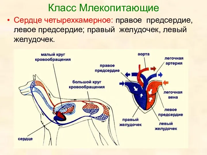 Класс Млекопитающие Сердце четырехкамерное: правое предсердие, левое предсердие; правый желудочек, левый желудочек.