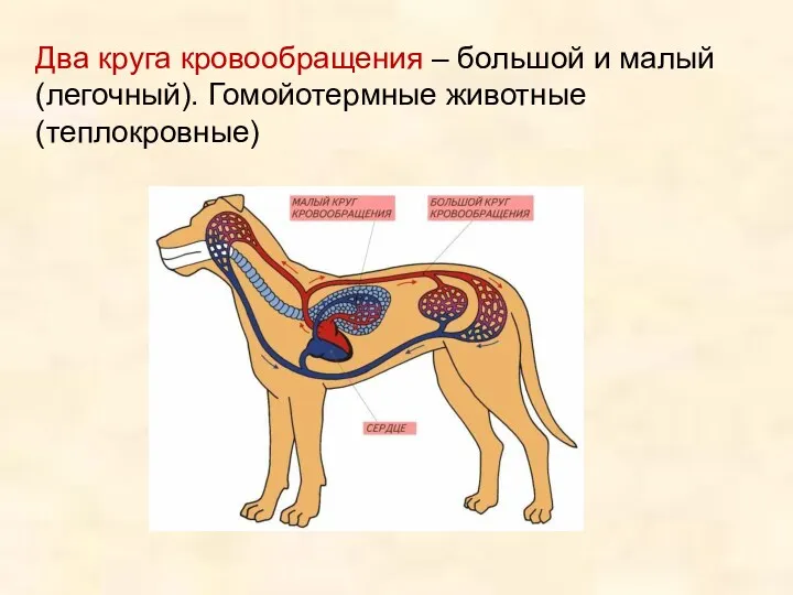 Два круга кровообращения – большой и малый (легочный). Гомойотермные животные (теплокровные)