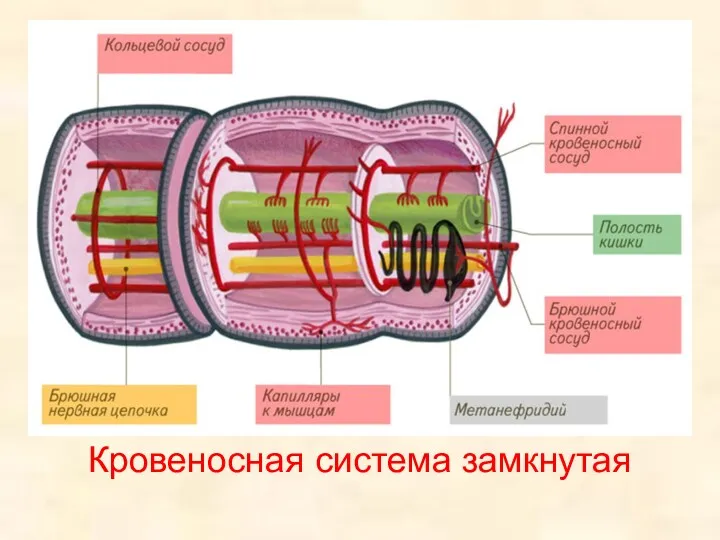 Кровеносная система замкнутая .