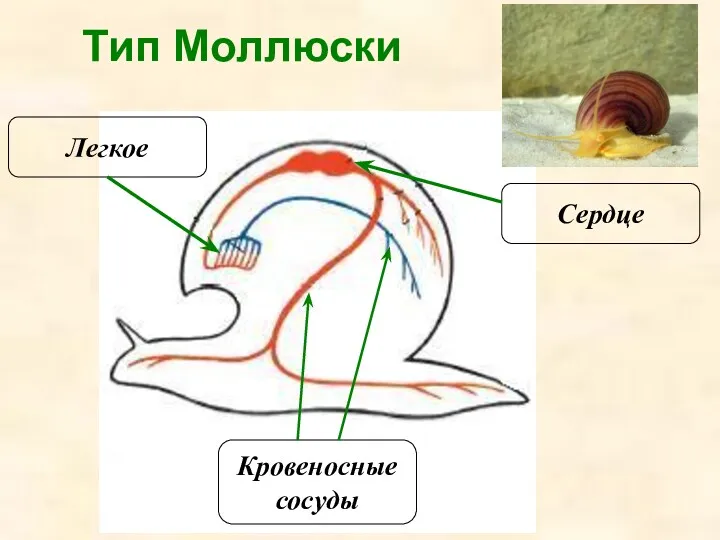 Сердце Кровеносные сосуды Легкое Тип Моллюски