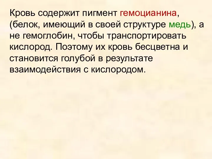 Кровь содержит пигмент гемоцианина, (белок, имеющий в своей структуре медь),