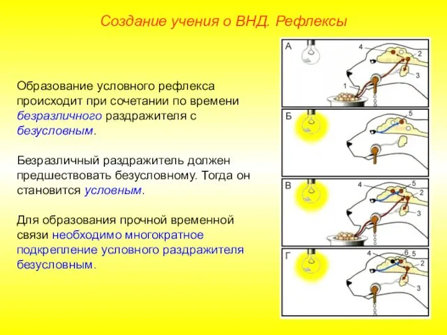 Создание учения о ВНД. Рефлексы Образование условного рефлекса происходит при