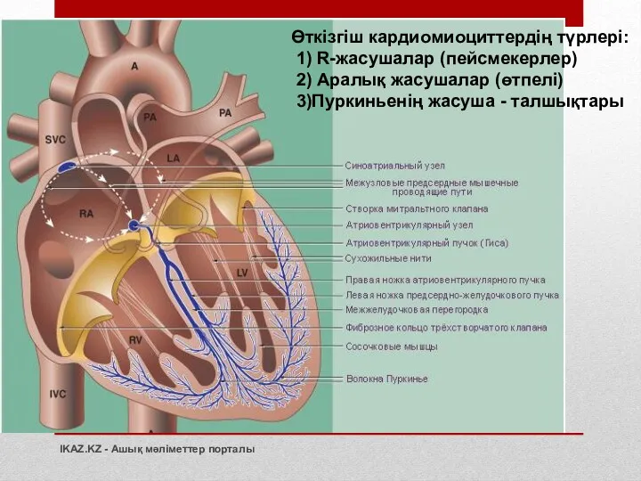 Өткізгіш кардиомиоциттердің түрлері: 1) R-жасушалар (пейсмекерлер) 2) Аралық жасушалар (өтпелі) 3)Пуркиньенің жасуша -