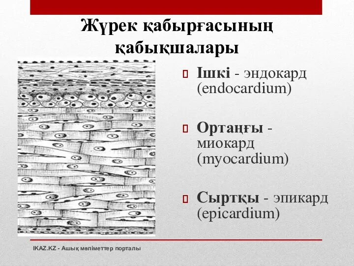 Жүрек қабырғасының қабықшалары Ішкі - эндокард (endocardium) Ортаңғы - миокард