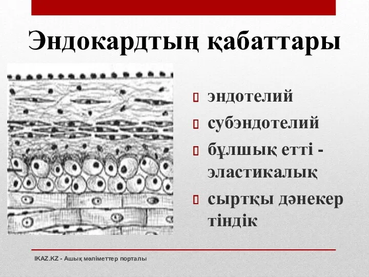 Эндокардтың қабаттары эндотелий субэндотелий бұлшық етті - эластикалық сыртқы дәнекер тіндік IKAZ.KZ - Ашық мәліметтер порталы