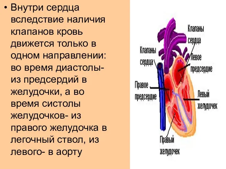 Внутри сердца вследствие наличия клапанов кровь движется только в одном