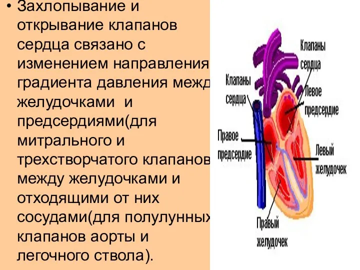 Захлопывание и открывание клапанов сердца связано с изменением направления градиента