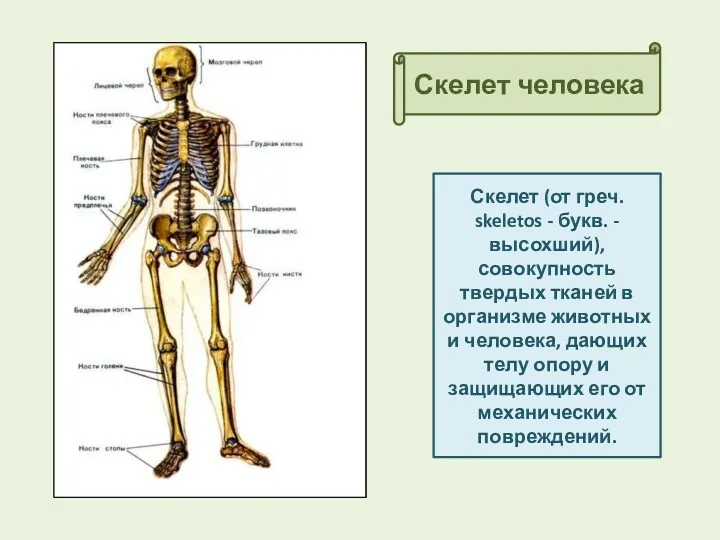 Скелет человека Скелет (от греч. skeletos - букв. - высохший),
