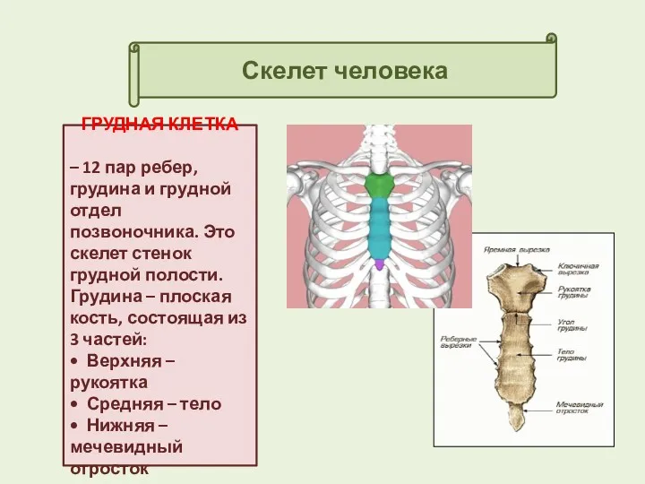 Скелет человека ГРУДНАЯ КЛЕТКА – 12 пар ребер, грудина и