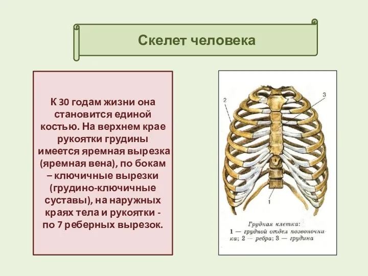 Скелет человека К 30 годам жизни она становится единой костью.
