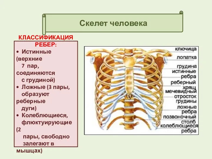 Скелет человека КЛАССИФИКАЦИЯ РЕБЕР: • Истинные (верхние 7 пар,соединяются с