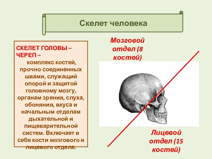 Скелет человека СКЕЛЕТ ГОЛОВЫ – ЧЕРЕП – комплекс костей, прочно