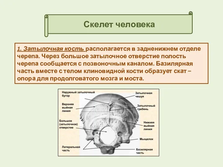 Скелет человека 1. Затылочная кость располагается в задненижнем отделе черепа.