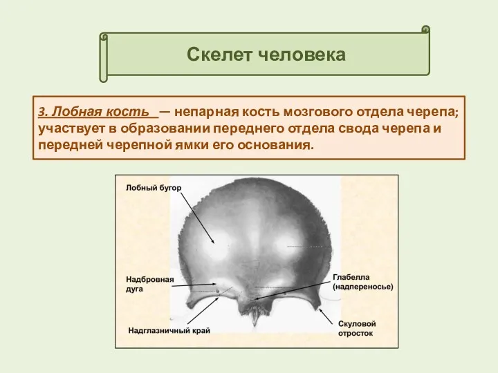 Скелет человека 3. Лобная кость — непарная кость мозгового отдела