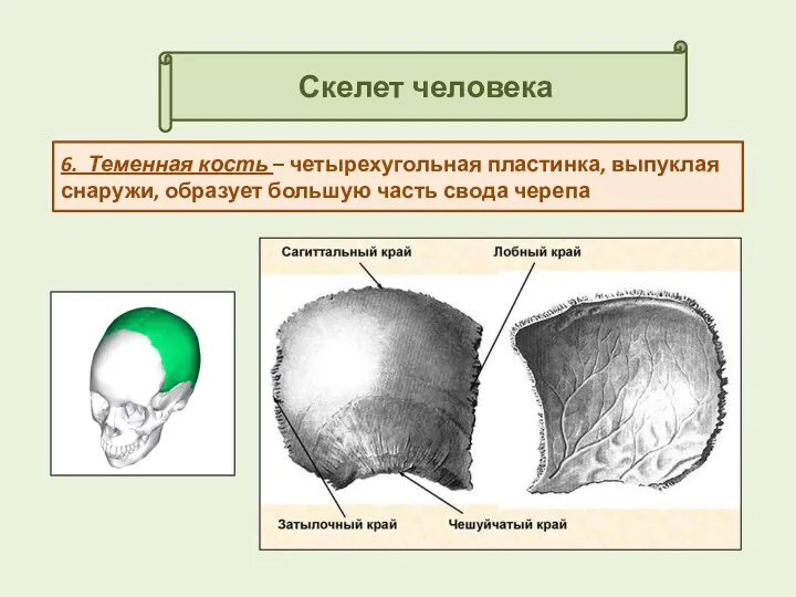 Скелет человека 6. Теменная кость – четырехугольная пластинка, выпуклая снаружи, образует большую часть свода черепа