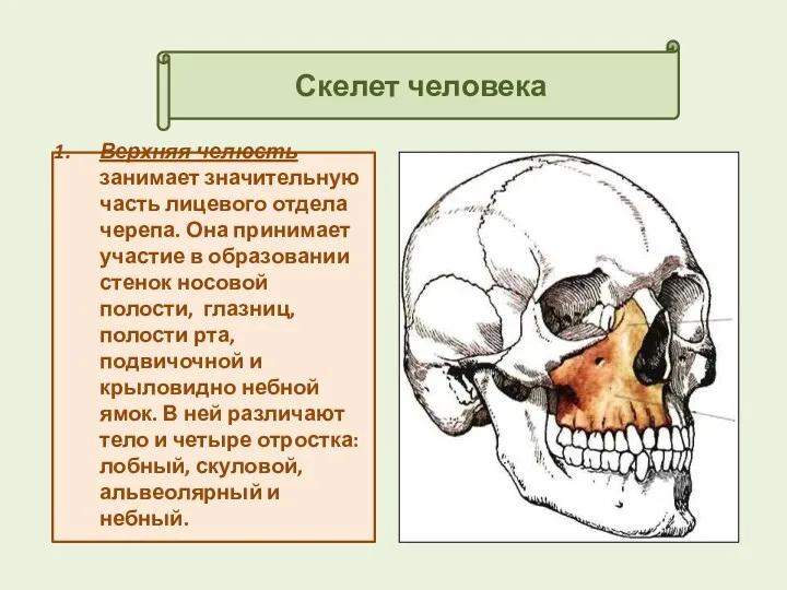 Скелет человека Верхняя челюсть занимает значительную часть лицевого отдела черепа.