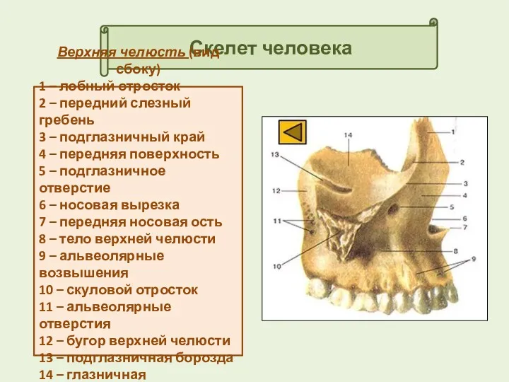 Скелет человека Верхняя челюсть (вид сбоку) 1 – лобный отросток