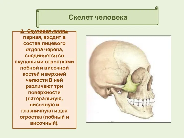 Скелет человека 2. Скуловая кость парная, входит в состав лицевого