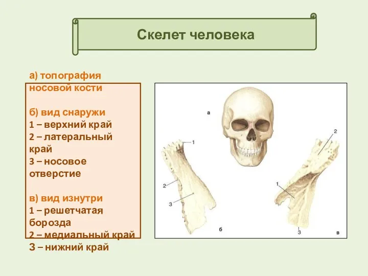 Скелет человека а) топография носовой кости б) вид снаружи 1