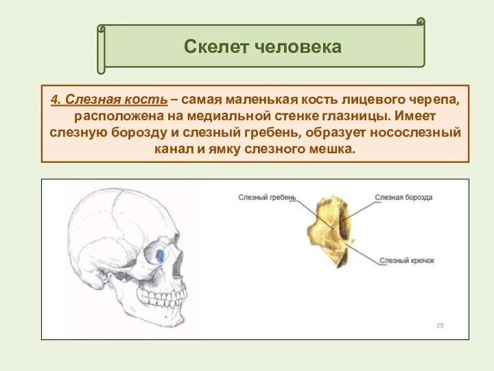 Скелет человека 4. Слезная кость – самая маленькая кость лицевого