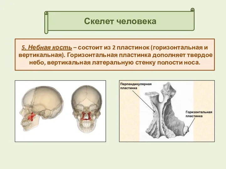 Скелет человека 5. Небная кость – состоит из 2 пластинок