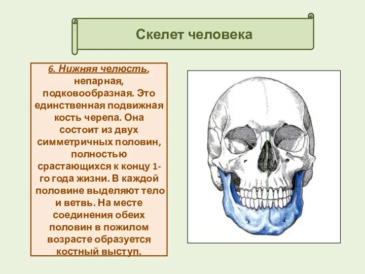 Скелет человека 6. Нижняя челюсть, непарная, подковообразная. Это единственная подвижная