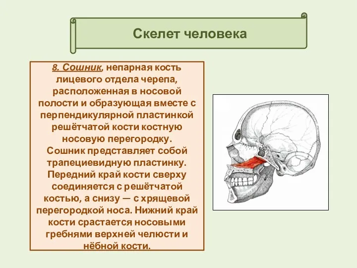 Скелет человека 8. Сошник, непарная кость лицевого отдела черепа, расположенная