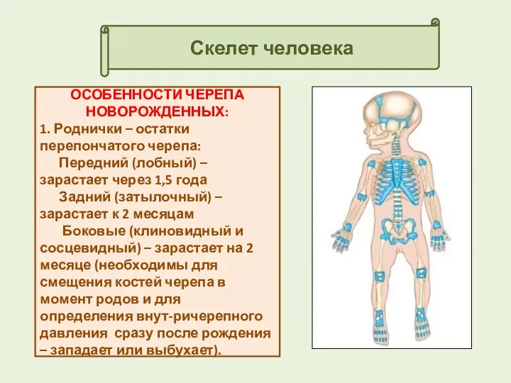 Скелет человека ОСОБЕННОСТИ ЧЕРЕПА НОВОРОЖДЕННЫХ: 1. Роднички – остатки перепончатого