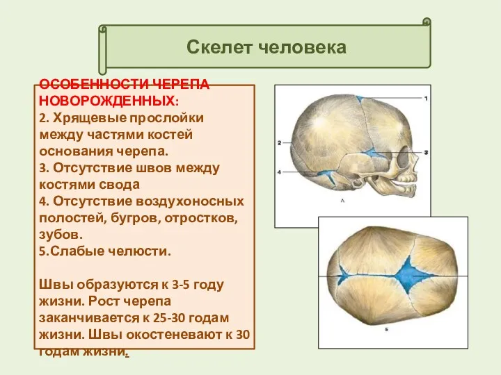 Скелет человека ОСОБЕННОСТИ ЧЕРЕПА НОВОРОЖДЕННЫХ: 2. Хрящевые прослойки между частями