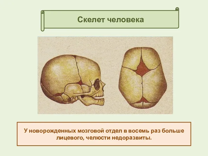 Скелет человека У новорожденных мозговой отдел в восемь раз больше лицевого, челюсти недоразвиты.