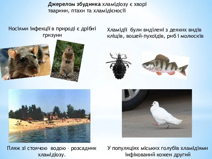 Джерелом збудника хламідіозу є хворі тварини, птахи та хламідієносії Носіями інфекції в природі