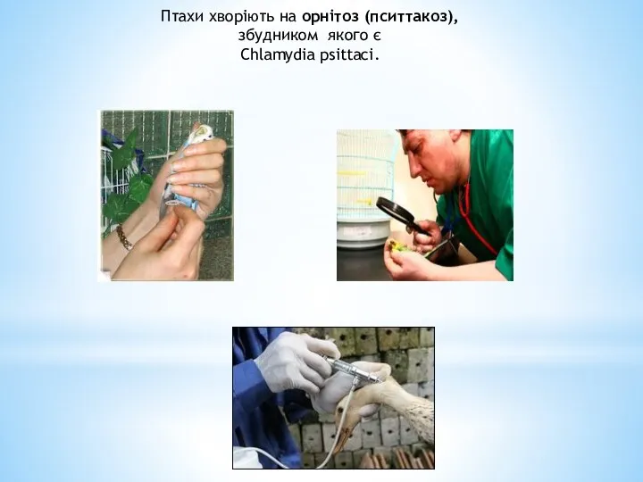 Птахи хворіють на орнітоз (пситтакоз), збудником якого є Chlamydia psittaci.