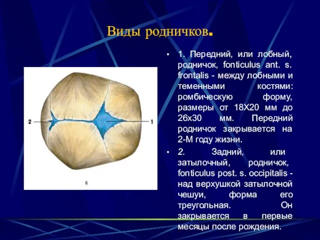 Виды родничков. 1. Передний, или лобный, родничок, fonticulus ant. s.