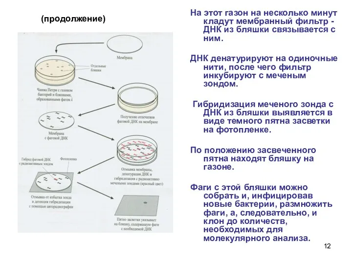 (продолжение) На этот газон на несколько минут кладут мембранный фильтр