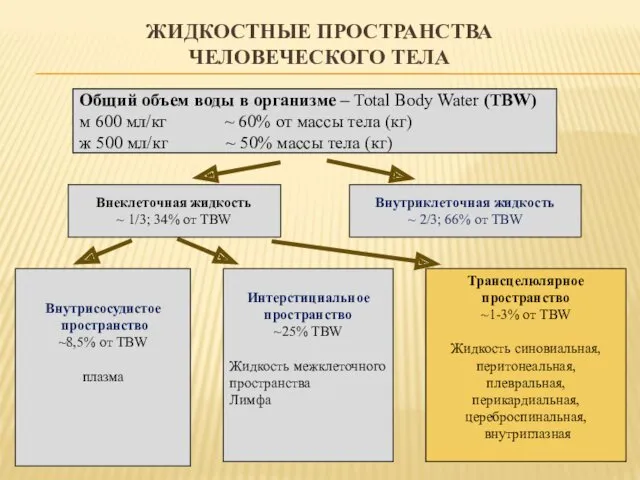 ЖИДКОСТНЫЕ ПРОСТРАНСТВА ЧЕЛОВЕЧЕСКОГО ТЕЛА Общий объем воды в организме –