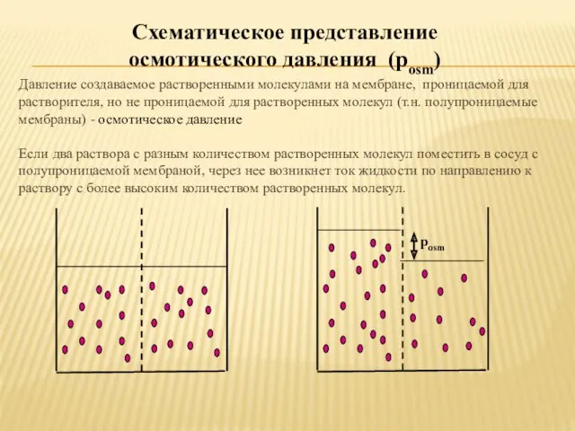 Давление создаваемое растворенными молекулами на мембране, проницаемой для растворителя, но