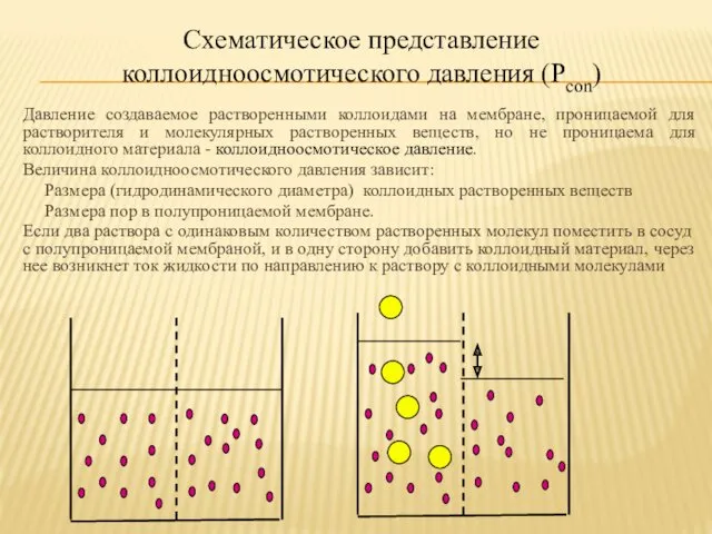 Схематическое представление коллоидноосмотического давления (Рcon) Давление создаваемое растворенными коллоидами на